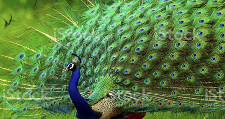 Picture for category Peacock Collection